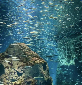 Xiaomeisha Sea World
