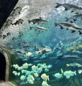 Xiaomeisha Sea World