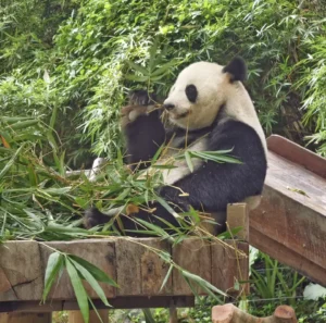 Safari Park guangzhou