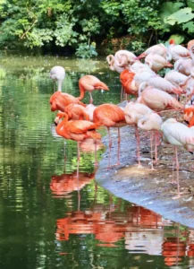 safari park guangzhou chine