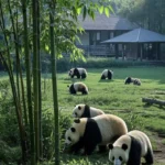 centre recherche panda chengdu