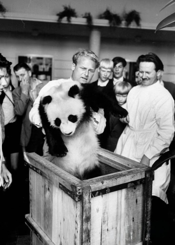diplomatie du panda chine