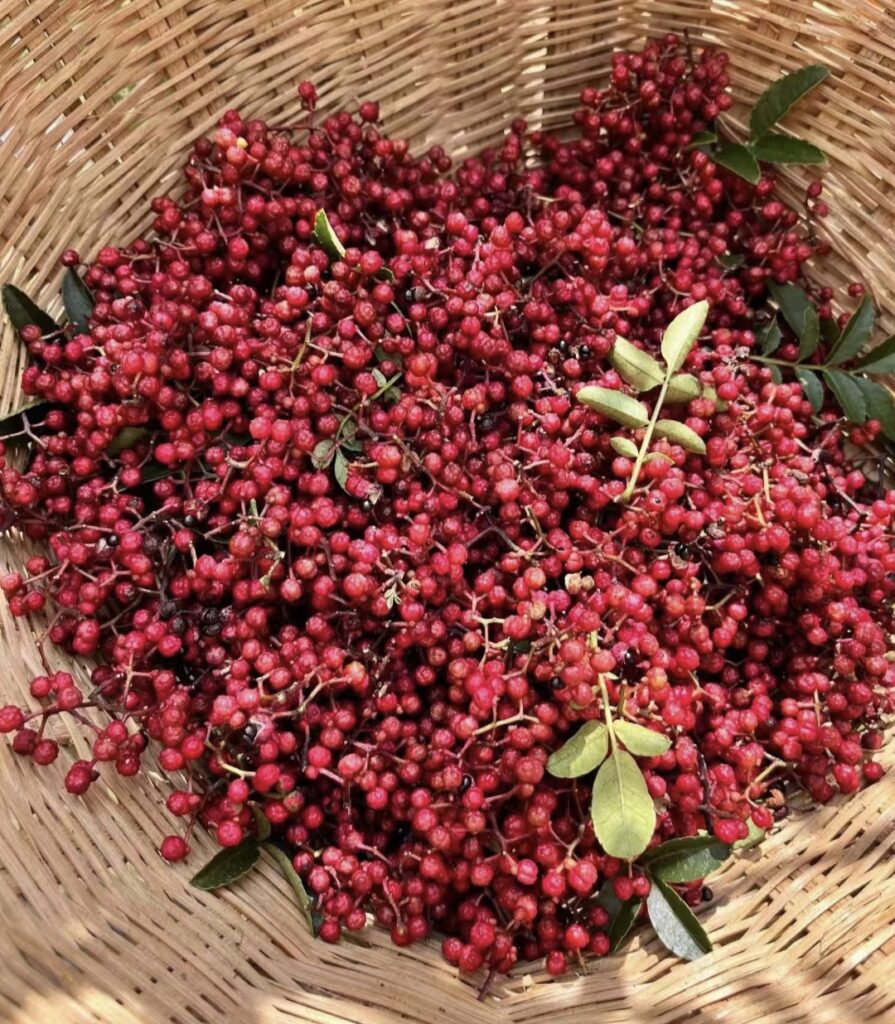 récolte poivre du sichuan rouge