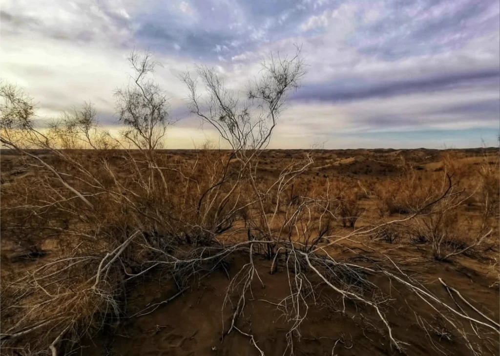 Désert de Gurbantunggut