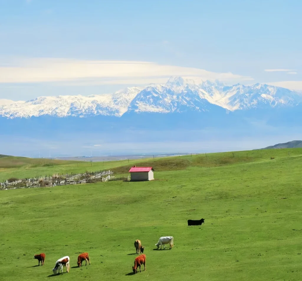 Pâturages de Nanshan