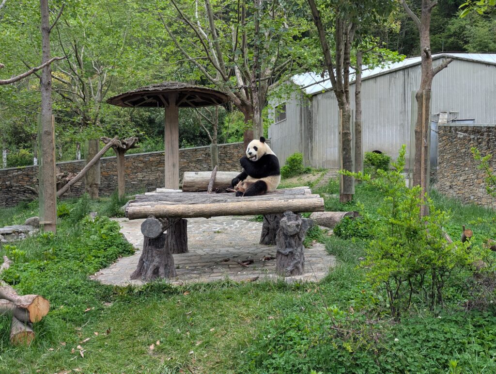 panda centre de recherche à chengdu