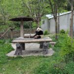 panda centre de recherche à chengdu
