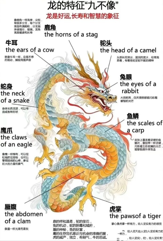 image qui montre les caractéristiques du dragon en chine