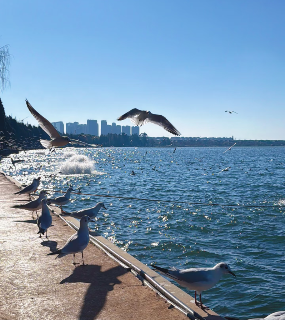 mouettes sur le lac dianchi