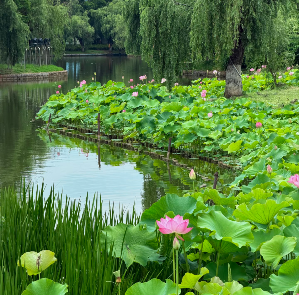 Parc du Lac Vert