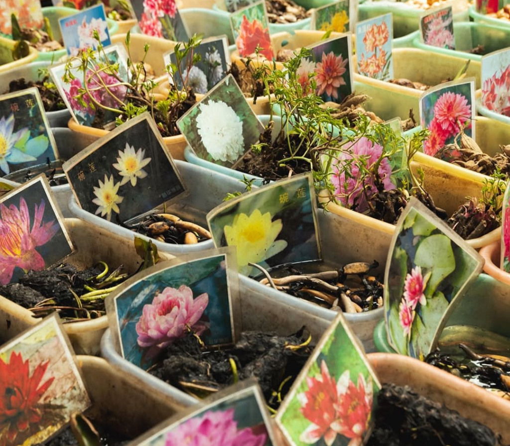 dounan marché fleur