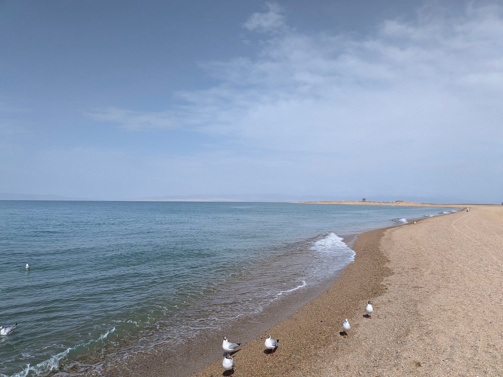 lac qinghai